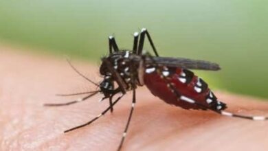 Photo of बलरामपुर : डेंगू व मलेरिया बीमारी की जानकारी ही बचाव है मुख्य चिकित्सा एवं स्वास्थ्य अधिकारी ने दी डेंगू बीमारी की जानकारी