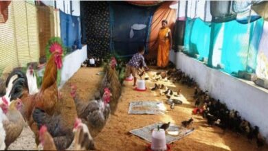 Photo of मुर्गीपालन और मशरूम उत्पादन कर नेमा ने किया अपनी आर्थिक स्थिति मजबूत, कहानी मेरी जुबानी 