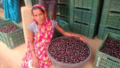 Photo of छत्तीसगढ़ : मौसमी फल जामुन के व्यवसाय से महिलाओं को मिल रहा है आर्थिक स्वावलंबन